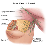llustration of the anatomy of the female breast, front view