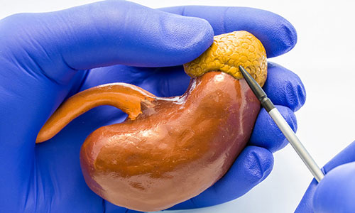 gloved hands hold a model of a kidney, with a stylus pointing to the adrenal gland