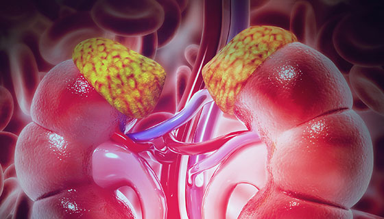 a medical illustration of the adrenal glands resting on the kidneys