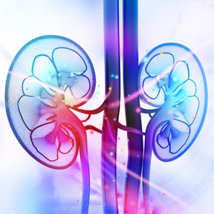 An illustration of kidneys