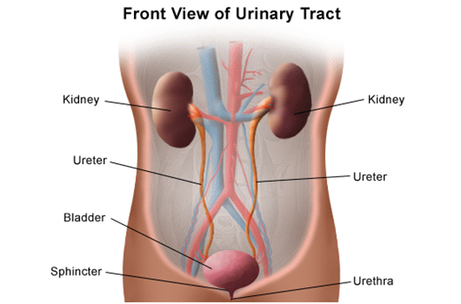 Illustration of the anatomy of the urinary system, front view