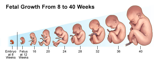An illustration showing fetal growth from 8 to 40 weeks.