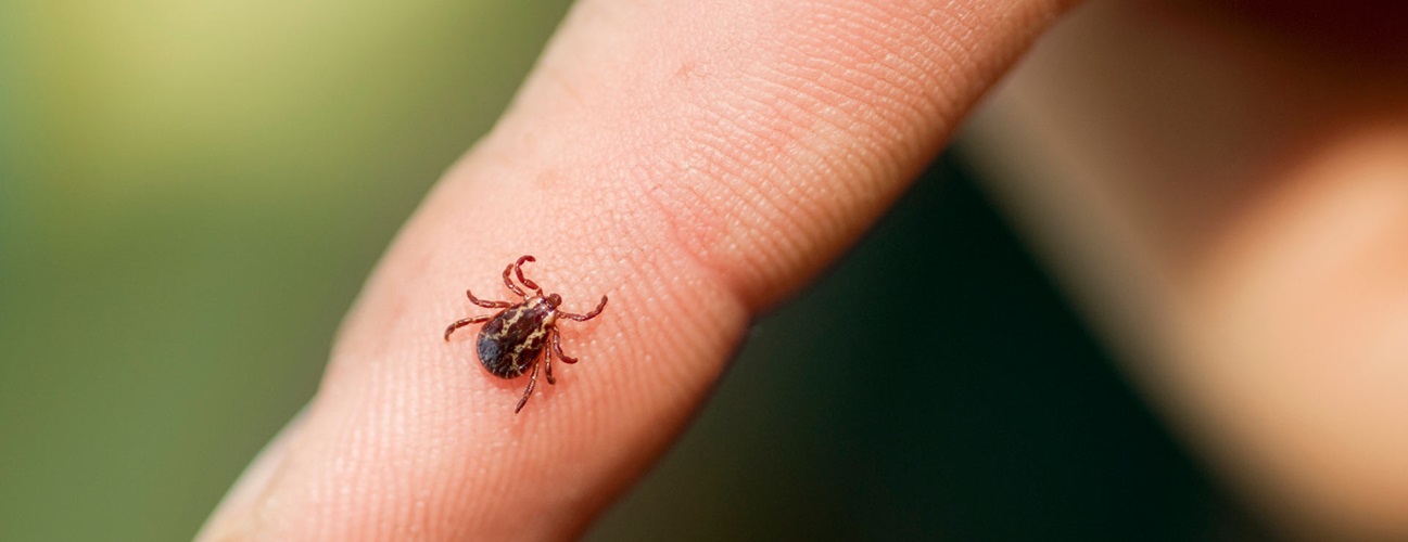 Hand Tics Insect Bites and Stings: Insects | Johns Hopkins Medicine