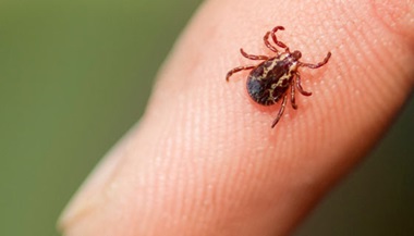 Hand Tics Insect Bites and Stings: Animals | Johns Hopkins Medicine