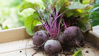 Fresh harvested beets