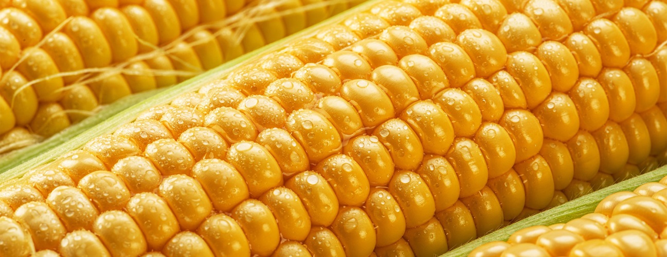 Corn on the cob.