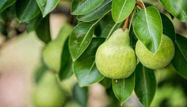 Fresh pears on a tree