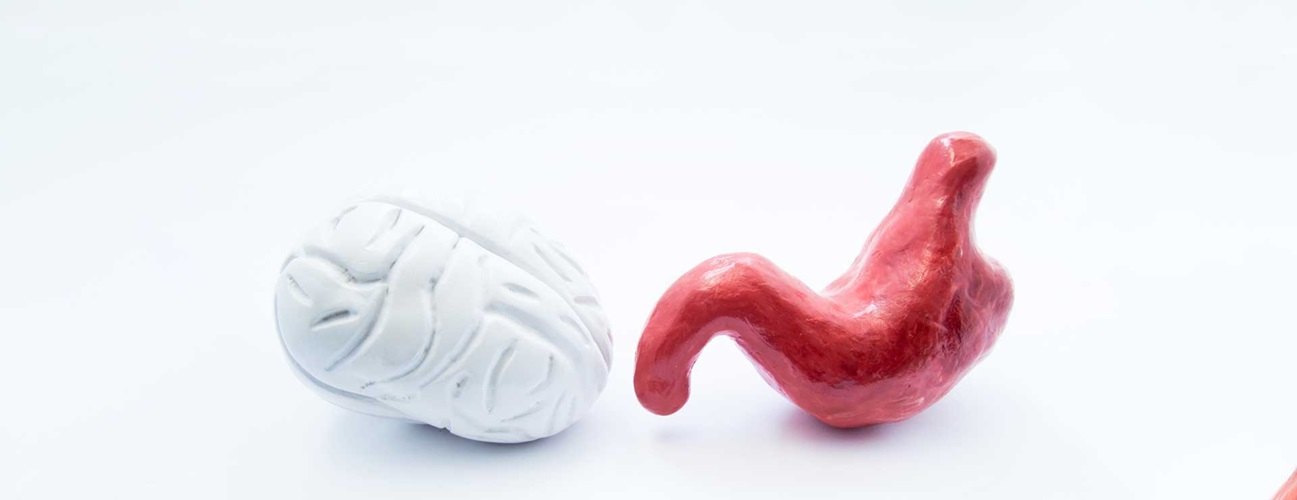models of brain and stomach next to each other