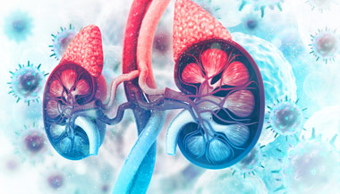 Artistic graphic of kidneys