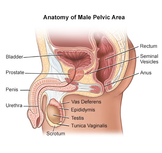 Overview of the Male Anatomy