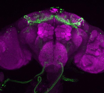 An image of a fruit fly's brain, with the sleep-controlling neurons highlighted in green.