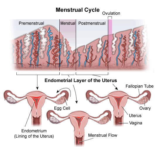 Ovulation and the phases of the menstrual cycle