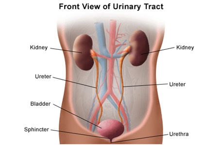 urinary diagram