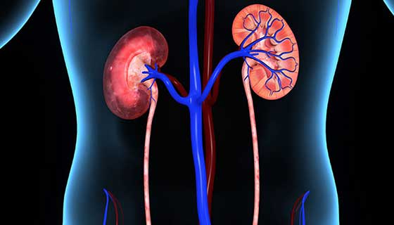 Diagram of the kidneys