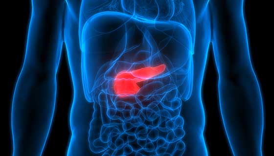 Illustrated anatomy of the pancreas, situated behind the liver