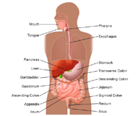 Illustration of the anatomy of the digestive system, adult" height