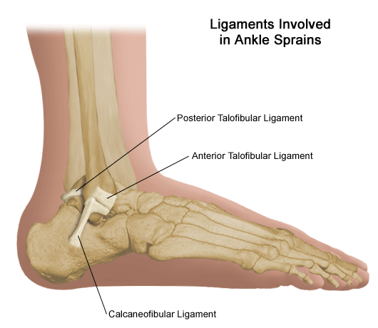 Ligaments Involved in Ankle Sprains