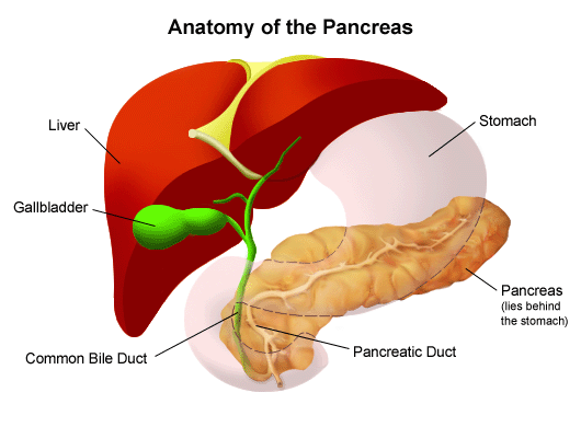 Anatomy of a pancreas