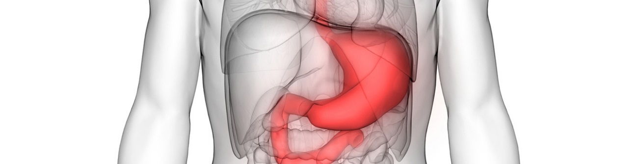 diagram of the stomach