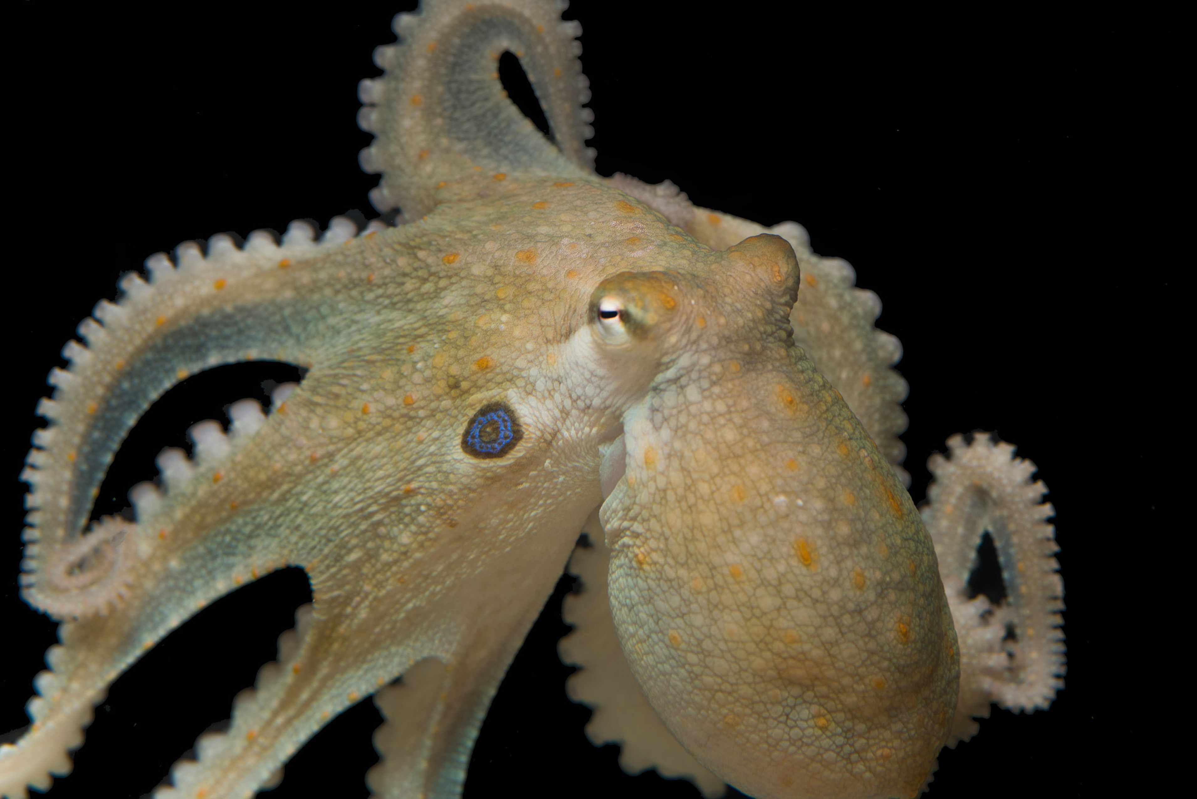9-20-2018 Vanessa W Tom-Kleindinst octopus bimaculoides cover photo