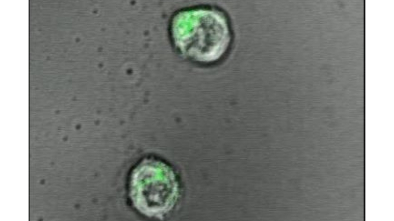 800 T-cells_hydrogel