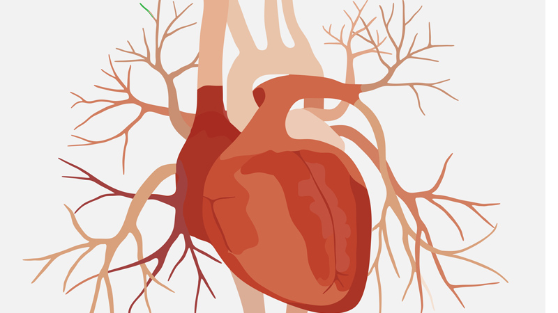 Heart