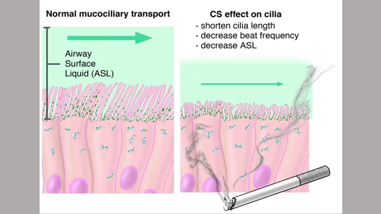 cilia and surface hydration 