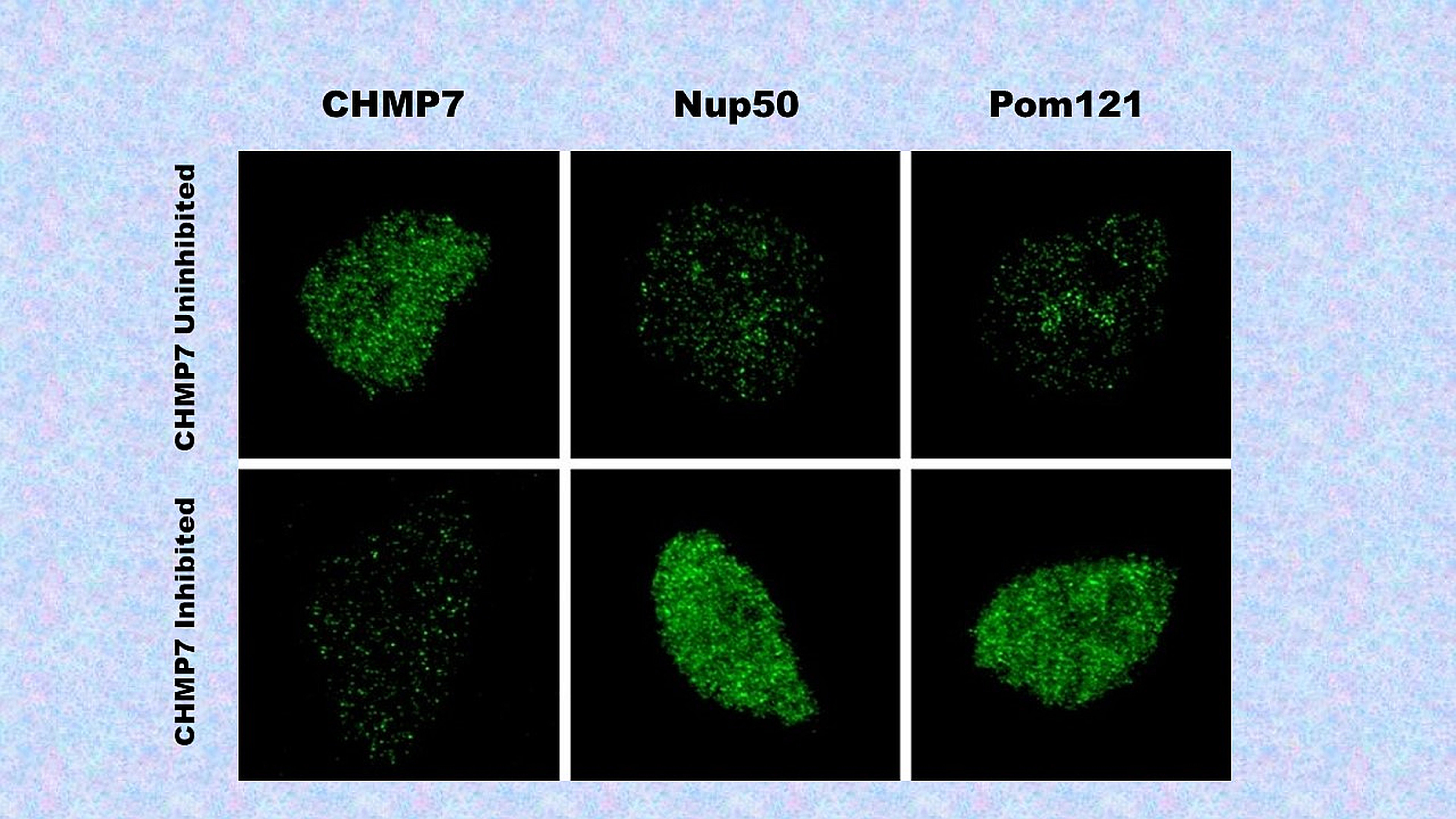 chmp7
