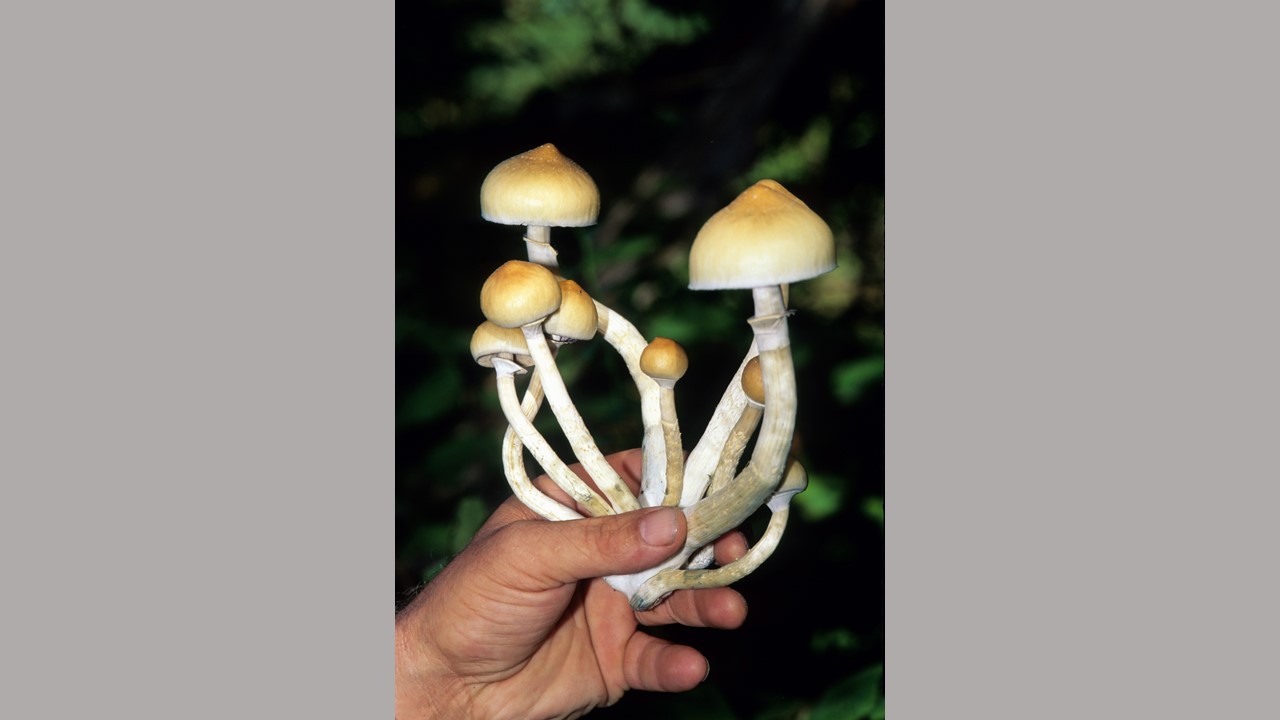 Psilocybin Mushrooms Addiction Treatment & Abuse Warning Signs