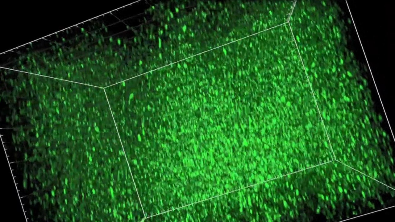 Screen shot of a video showing millions of activated synapses in a mouse brain.