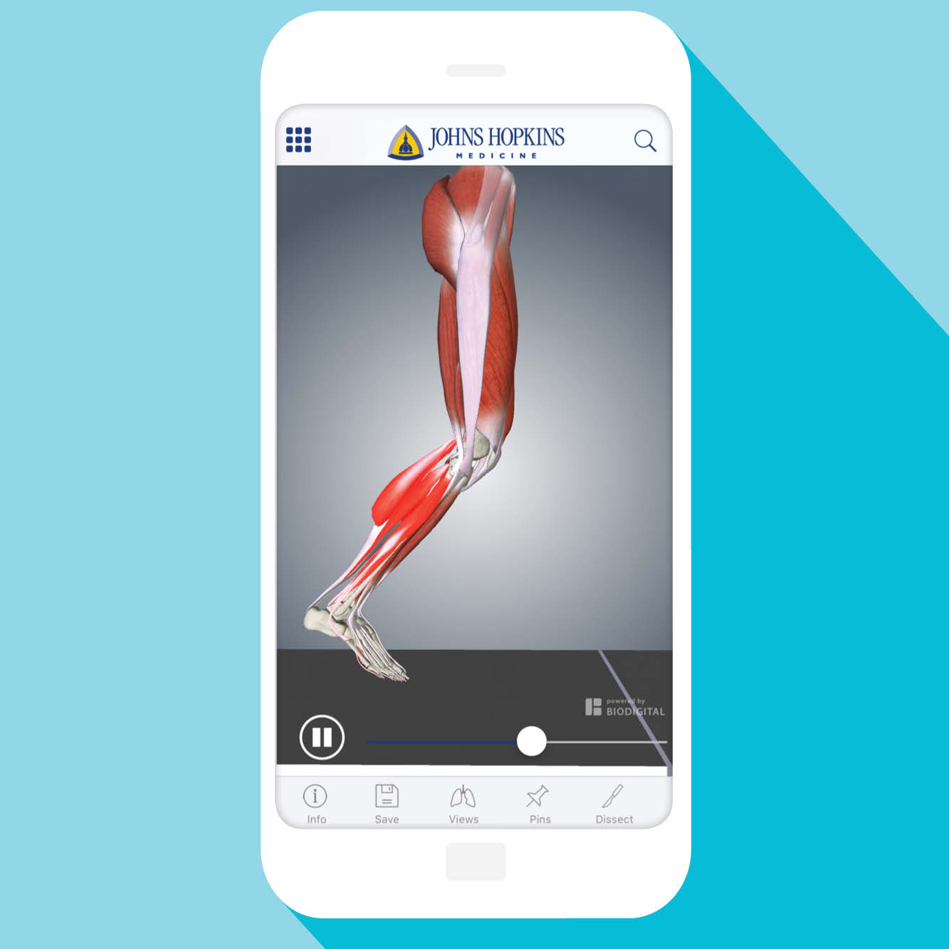 Illustration of Muscle Anatomy: A Johns Hopkins Medicine 3-D App