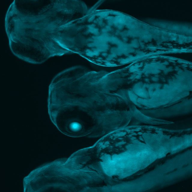 An image shows a zebrafish.
