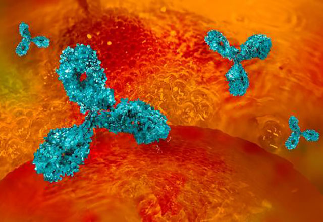 An illustration shows a rendering of a monoclonal antibody.