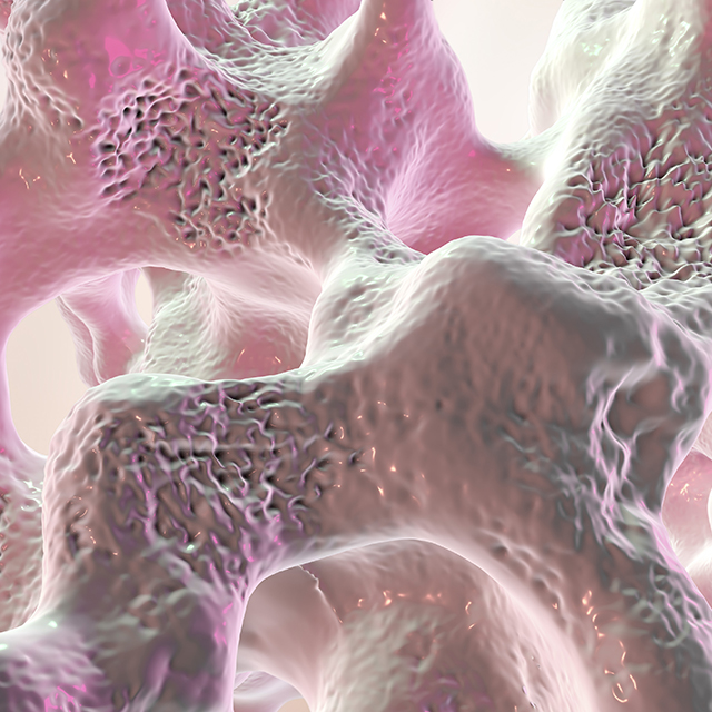 Illustration of bone tissue.