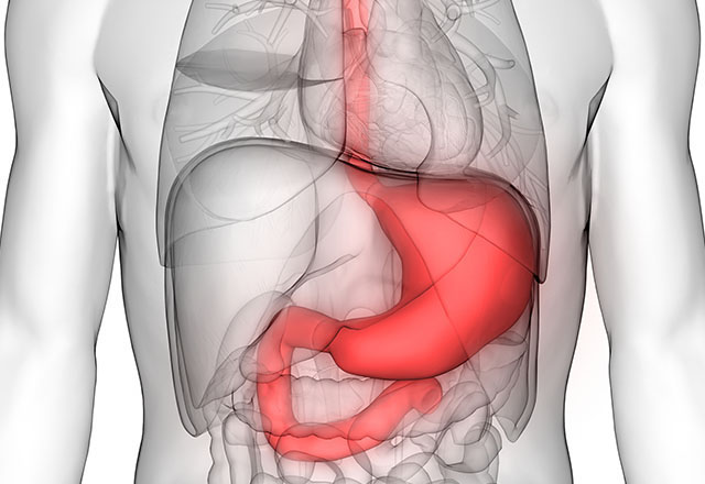 digestive-system