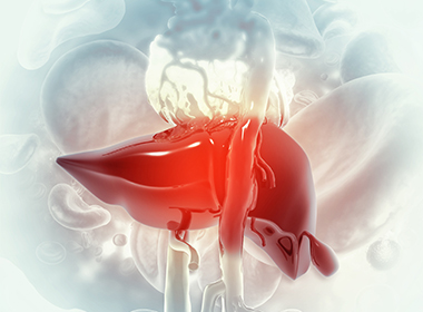 Illustration of a liver