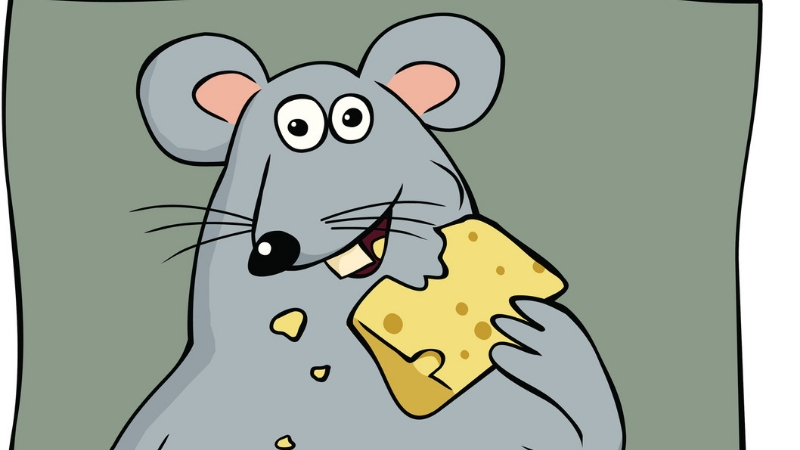 Untitled dFat_mouse_cheese_iStock-166007689 800