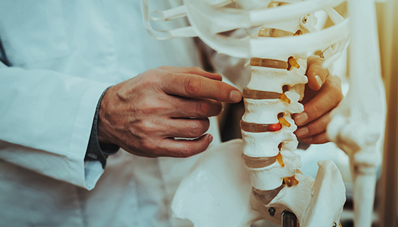 doctor looking at skeleton spine