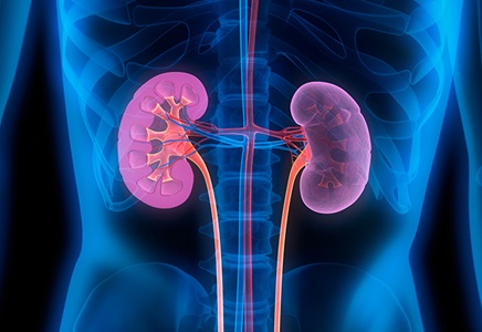 diagram of kidneys 