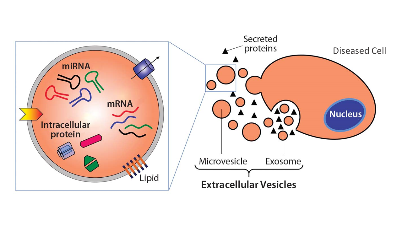 Exosomes diagram