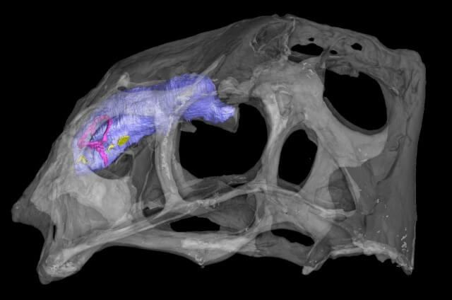 Imaging scan of a citipati skull