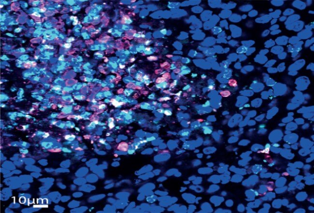 Cells in blue, cyan and pink on a black background