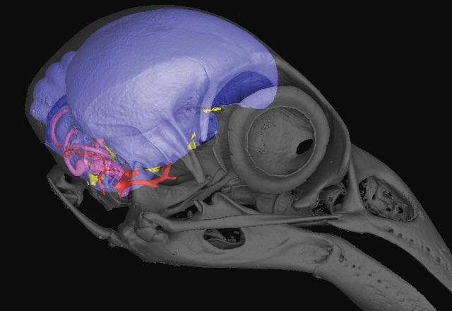 Endocast of a woodpecker