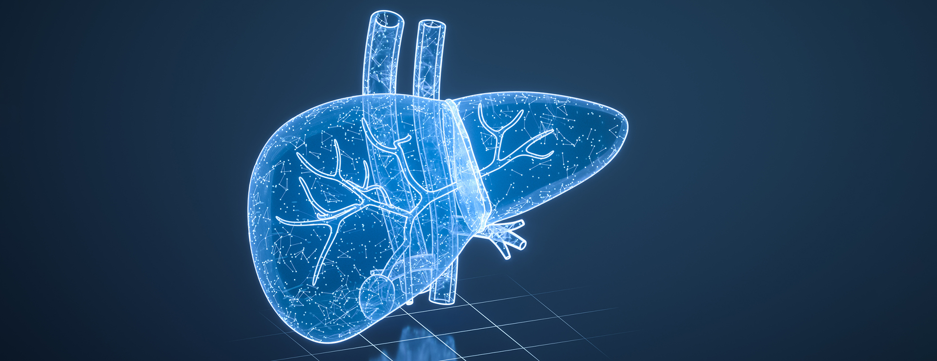 Illustration of a liver