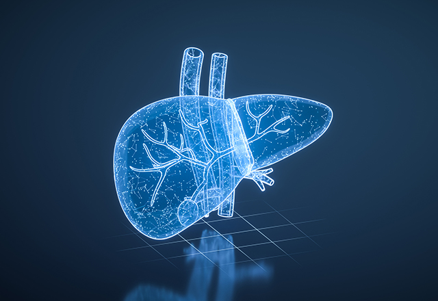 Illustration of a liver