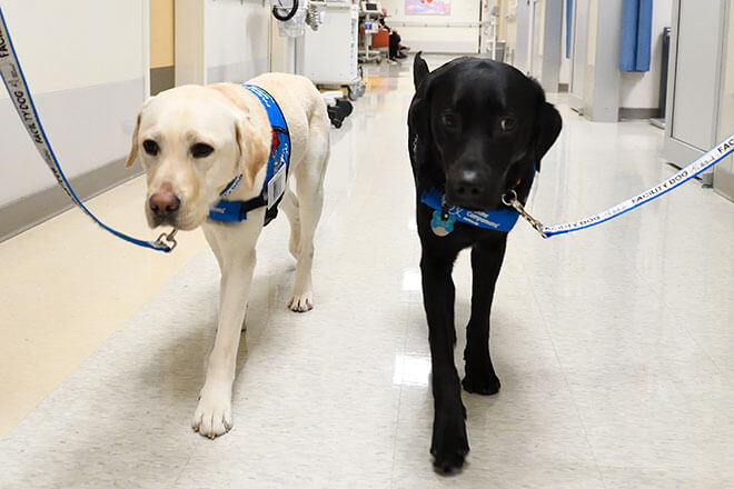 Johns Hopkins Children's Center facility dogs Yoda and Rosie
