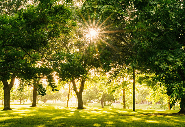 sun through trees