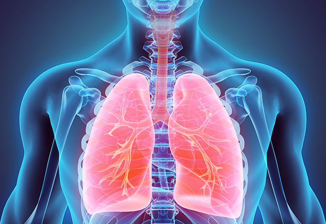 The image displays an illustration of human lungs within the torso, which are essential organs for respiration. 