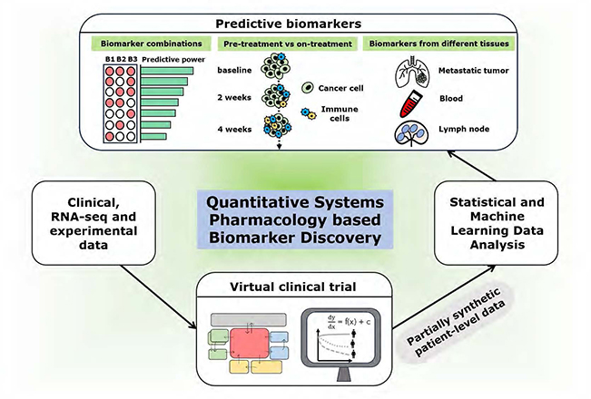 This infographic outlines a computational tool that uses quantitative systems pharmacology to predict immunotherapy outcomes for patients with metastatic breast cancer. The process involves several steps to discover predictive biomarkers. 