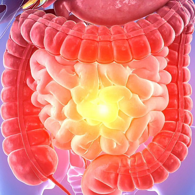 3d internal view of the colon inside the torso.